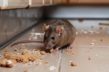 Société de dératisation à Cannes, Antibes et Nice devis gratuit Acces Dératisation